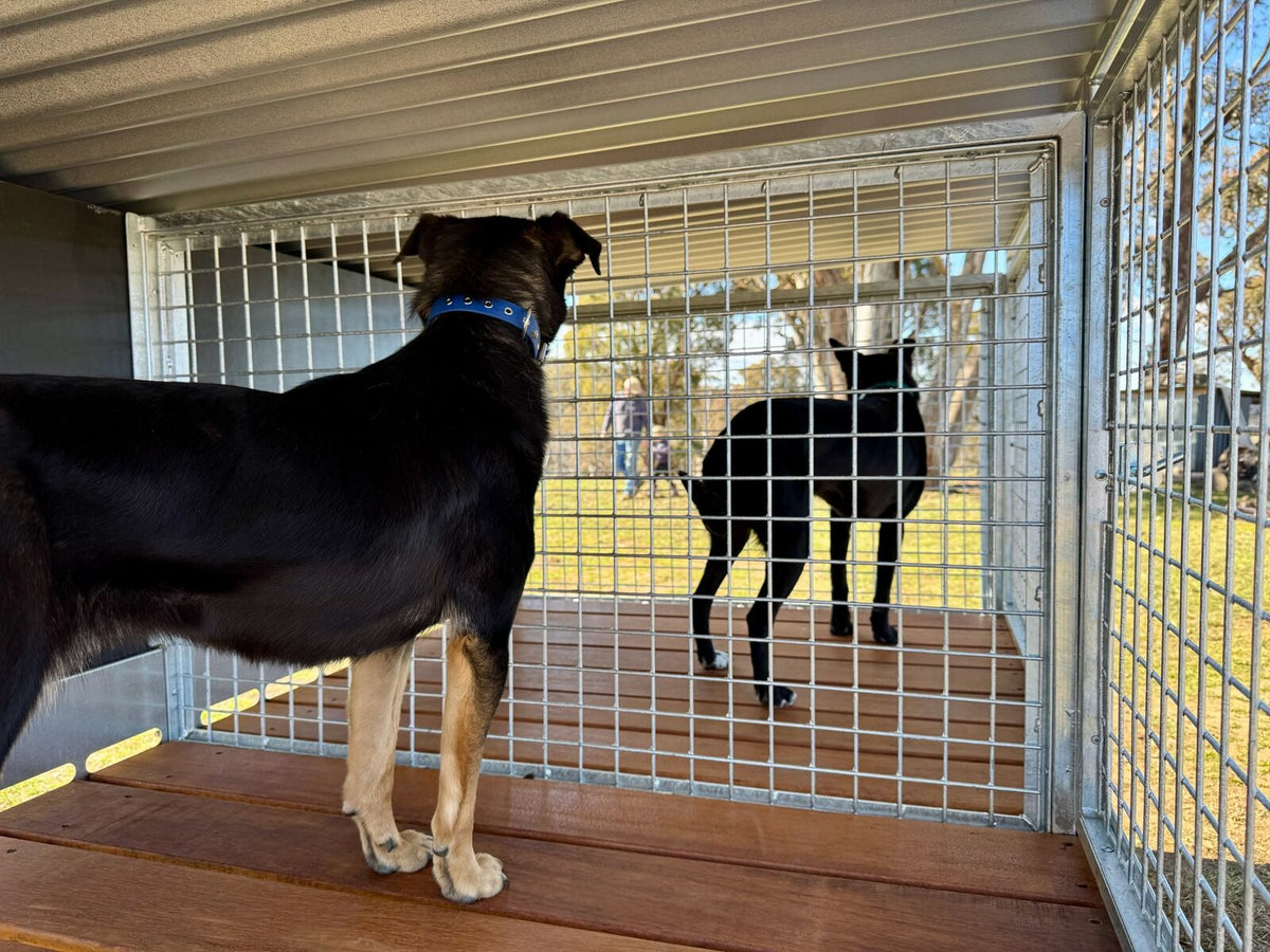 SDK Flat Pack, 2 bay Kennel