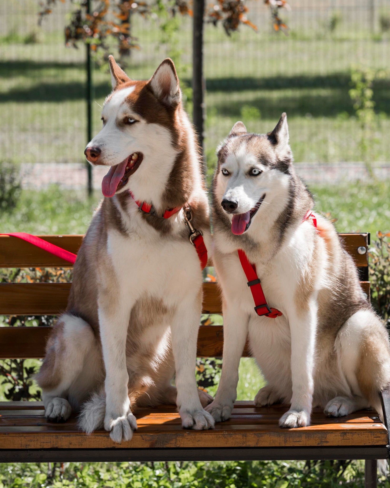 Stock Dog Kennels - Gallery